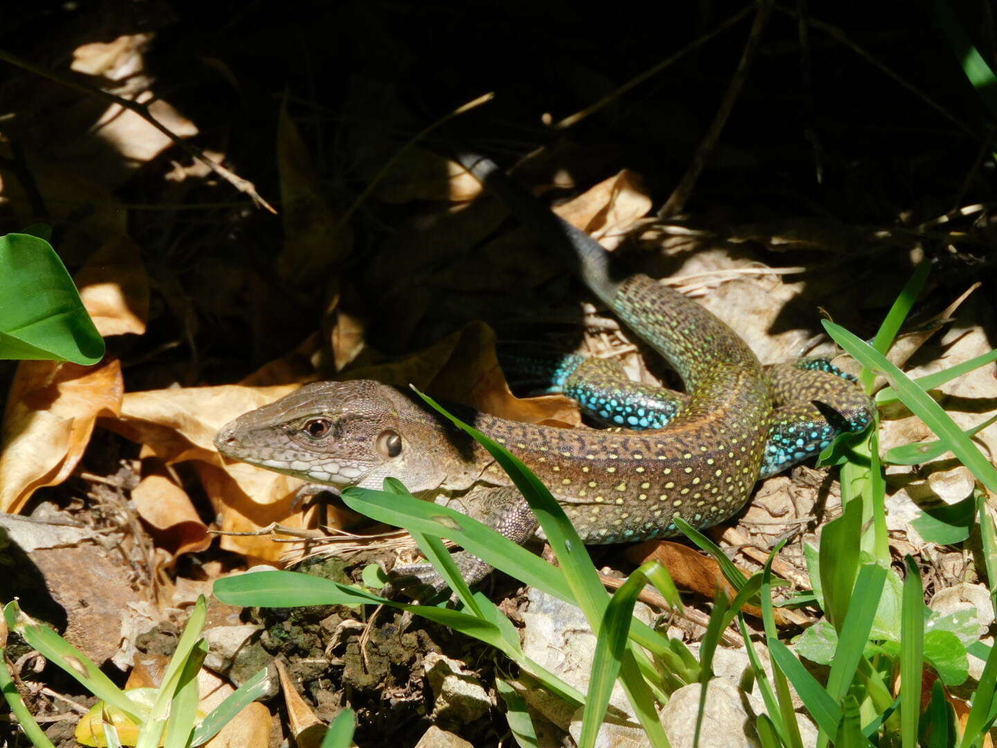 Imagem de Ameiva praesignis (Baird & Girard 1852)