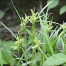 Image of Carex mollicula Boott