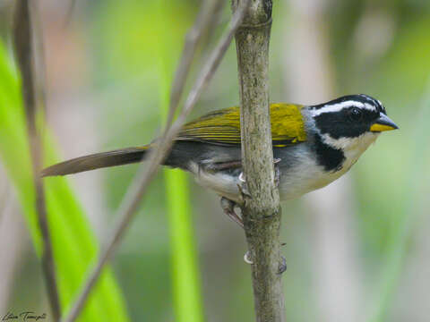 Image of Half-collared Sparrow