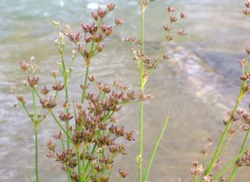 Image of Juncus exsertus Buch.