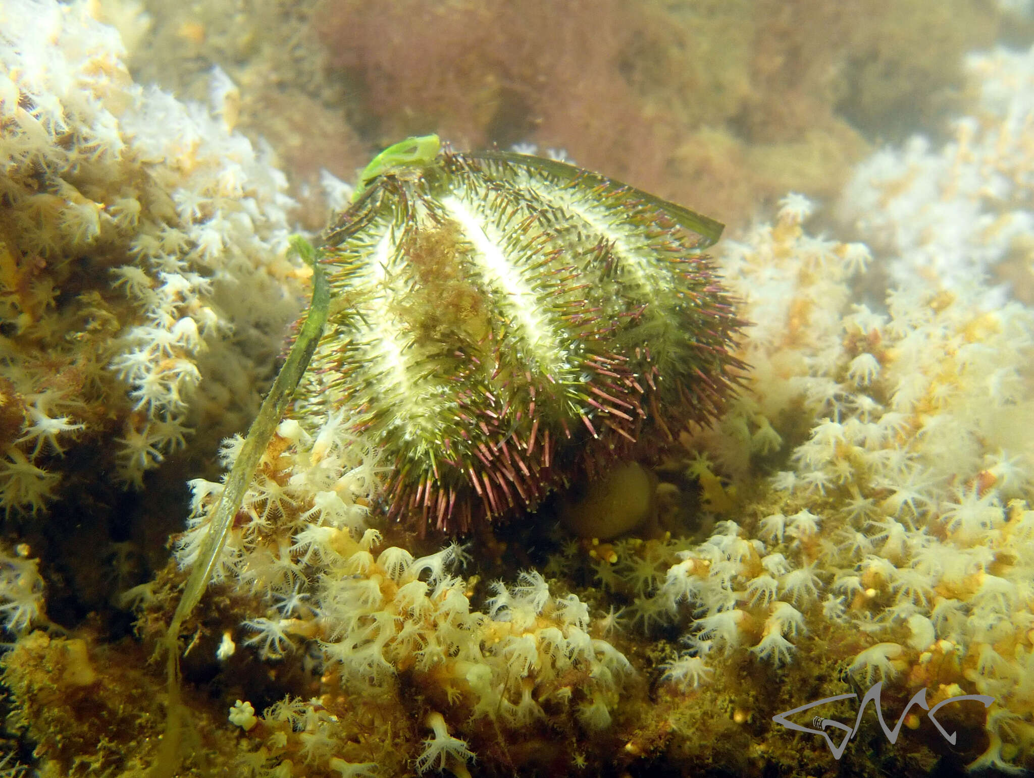 Image of Alexanders sea urchin