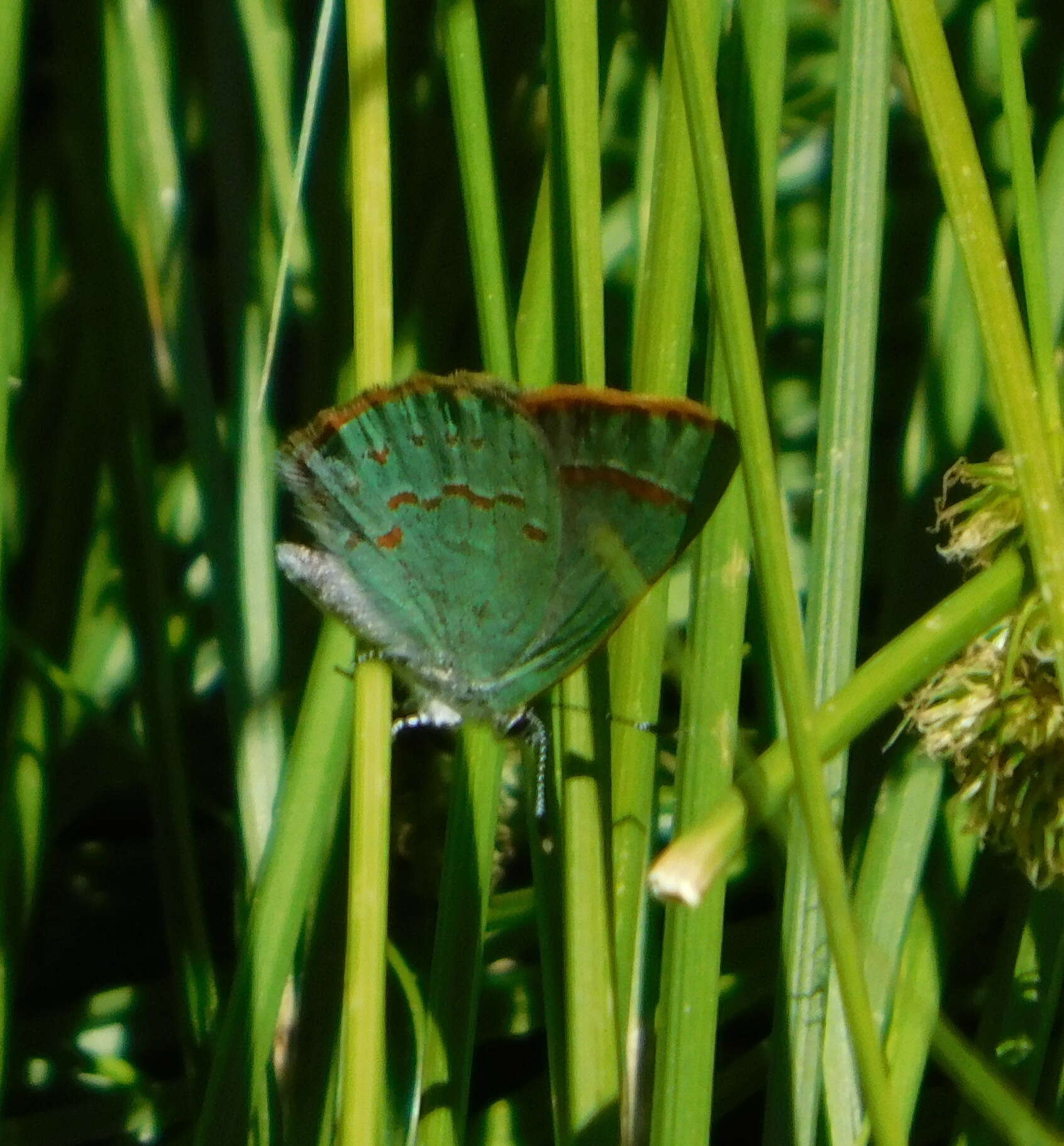 Image of Arizona Hairstreak