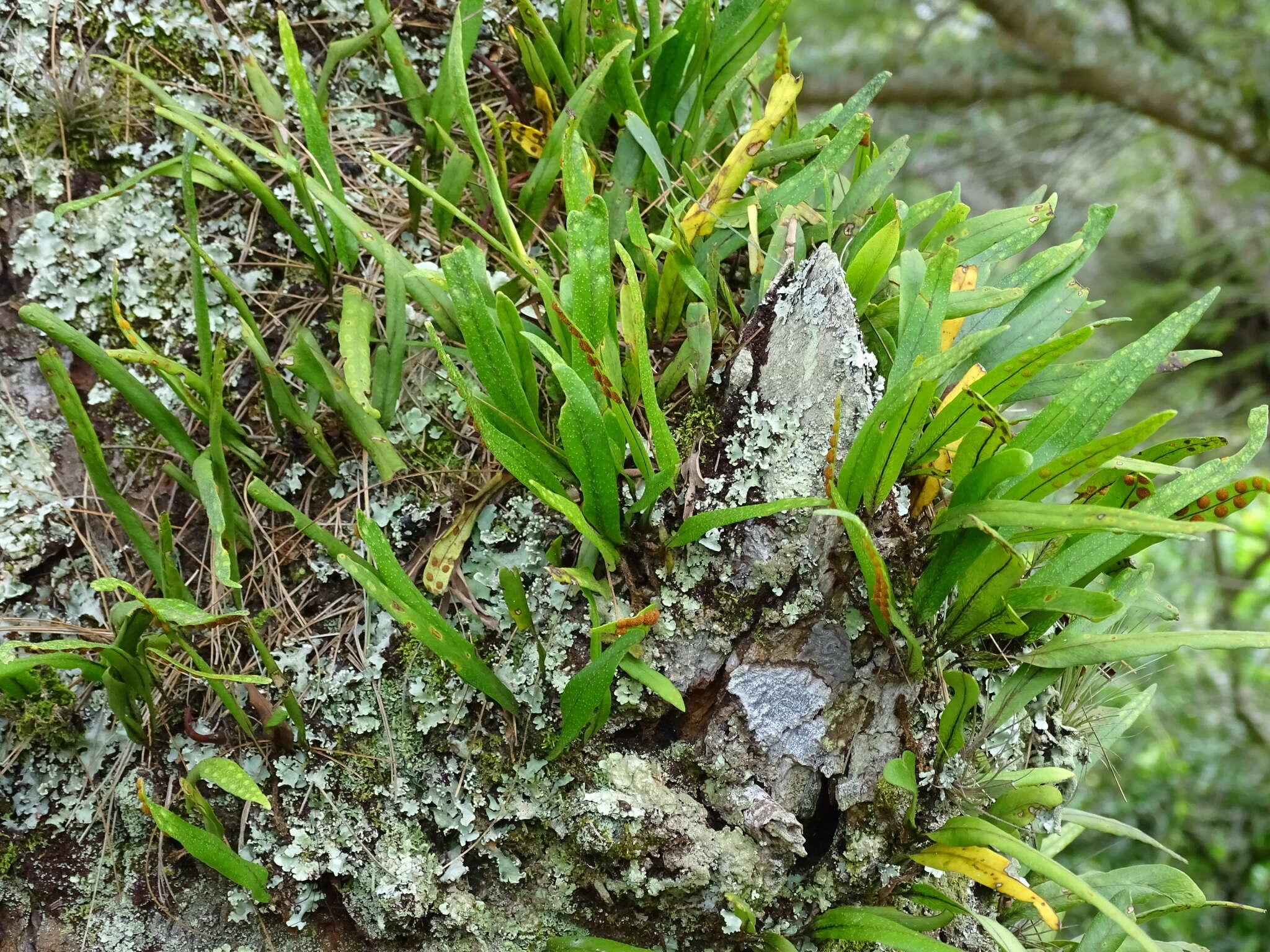 Image of Pleopeltis crassinervata (Fée) T. Moore