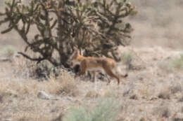 Image de Renard Véloce