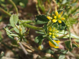 Image of Medicago astroites (Fisch. & C. A. Mey.) Trautv.