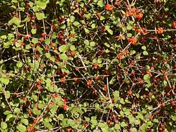 Image of Coprosma rotundifolia A. Cunn.