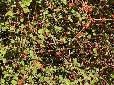 Image of Coprosma rotundifolia A. Cunn.