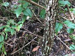 Image of forest-oak