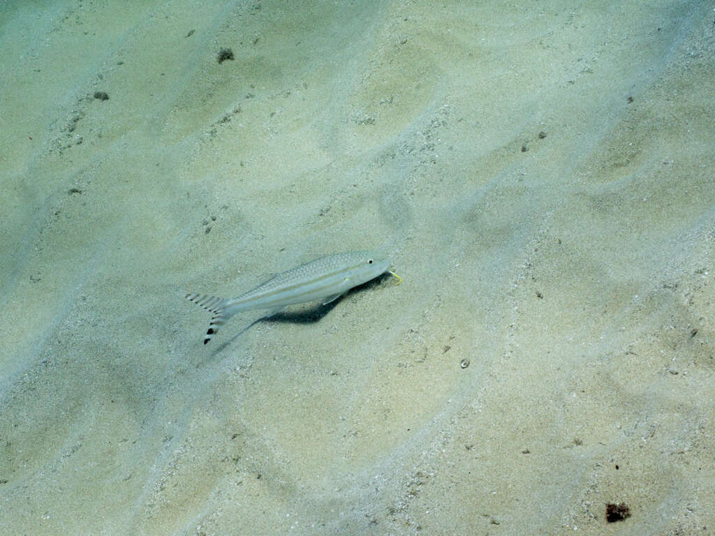 Image of Band-tail goatfish