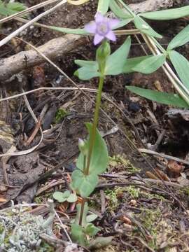 Image of autumn dwarf gentian