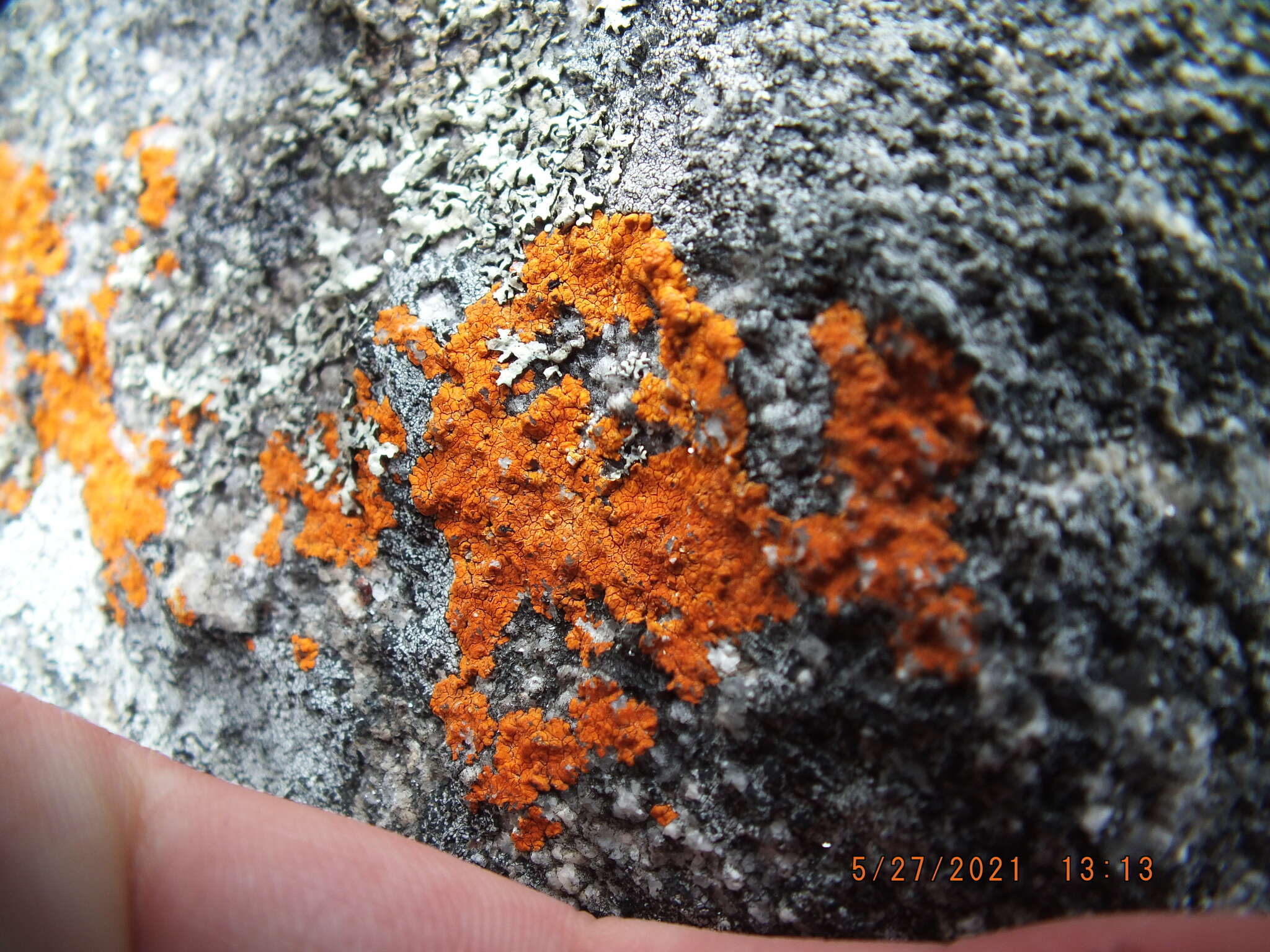 Image of cinnabar orange lichen