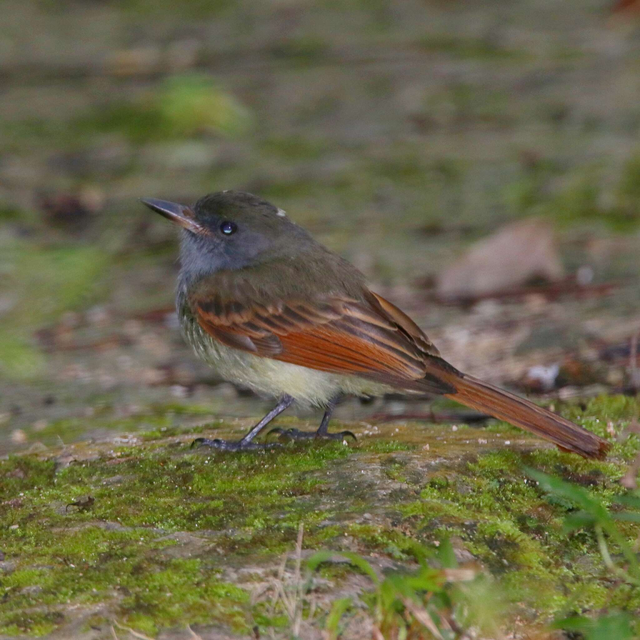 Image of Rufous-tailed Flycatcher