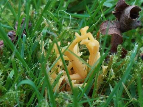 Image de Clavulinopsis corniculata (Schaeff.) Corner 1950