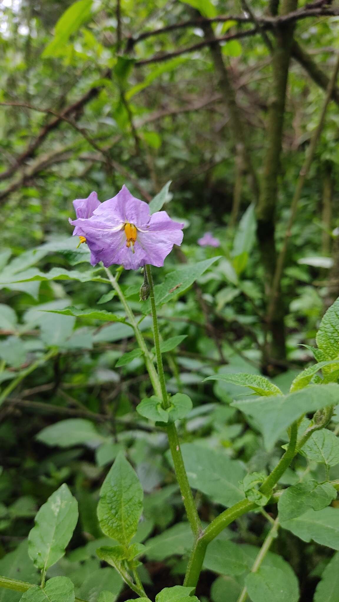 Solanum demissum Lindl.的圖片