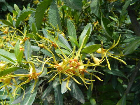 Image de Strophanthus speciosus (Ward & Harv.) Reber