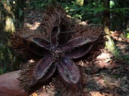 Image of <i>Sloanea fragrans</i> Rusby