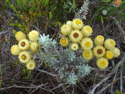 Image of Achyranthemum mucronatum