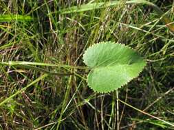 Pimpinella caffra (Eckl. & Zeyh.) D. Dietr. resmi