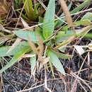 Imagem de Panicum erectifolium Nash
