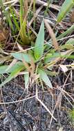 Image of Erect-Leaf Rosette Grass