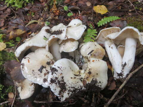 Image of Cortinarius alboaggregatus Soop 2005