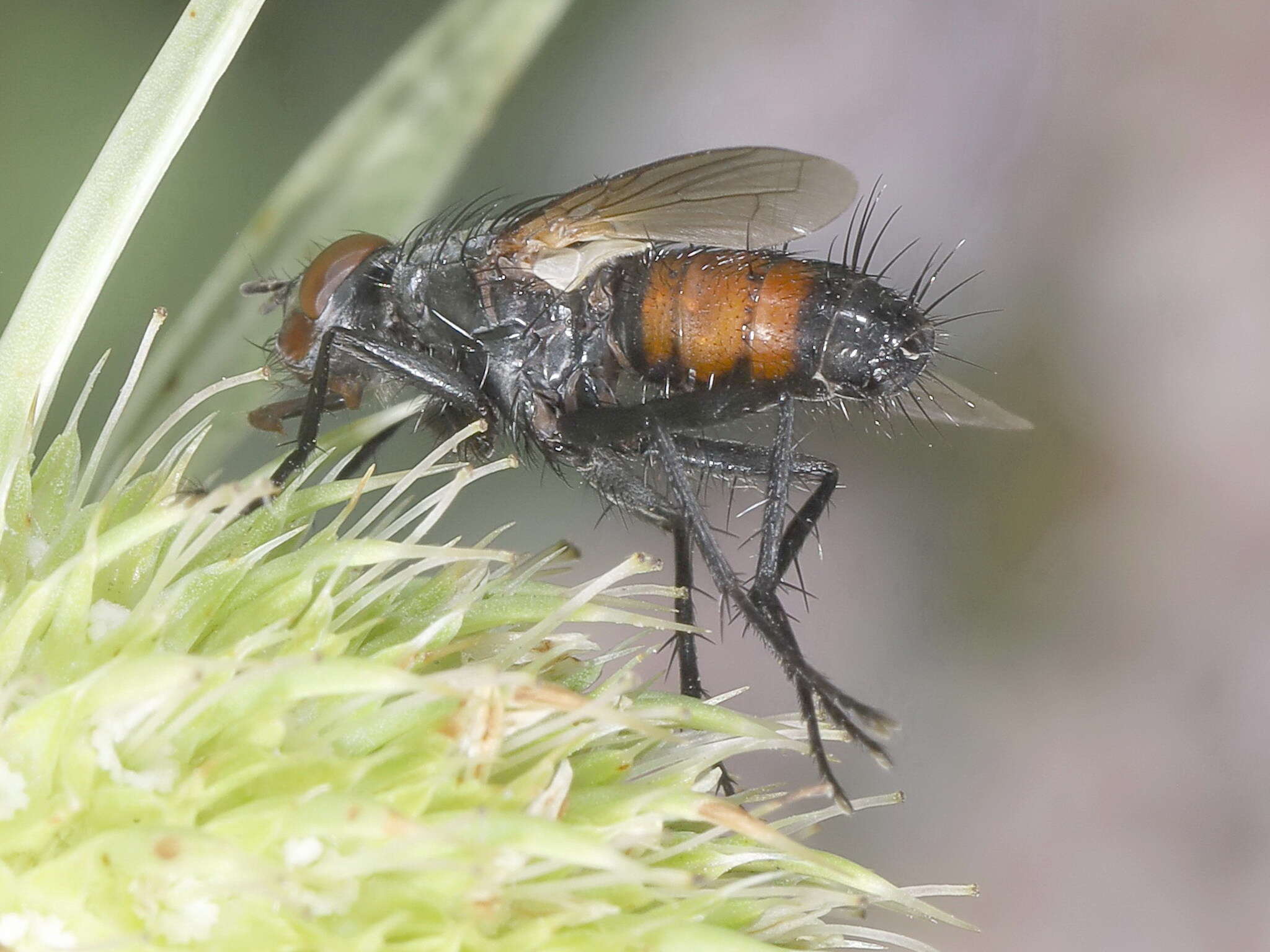 Image of Hyperaea femoralis (Meigen 1824)