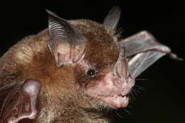 Image of Niceforo's Big-eared Bat