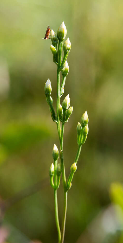 Image of Twining Screwstem