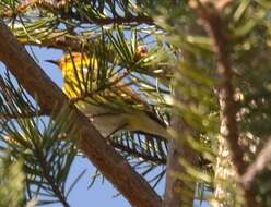 Image of Cape May Warbler