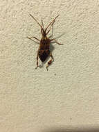 Image of Pine Seed Bug