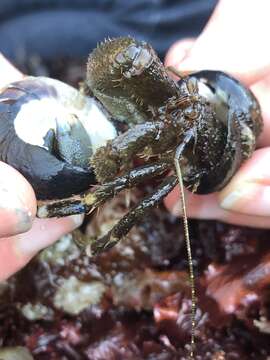 Image of Hairy Hermit Crab