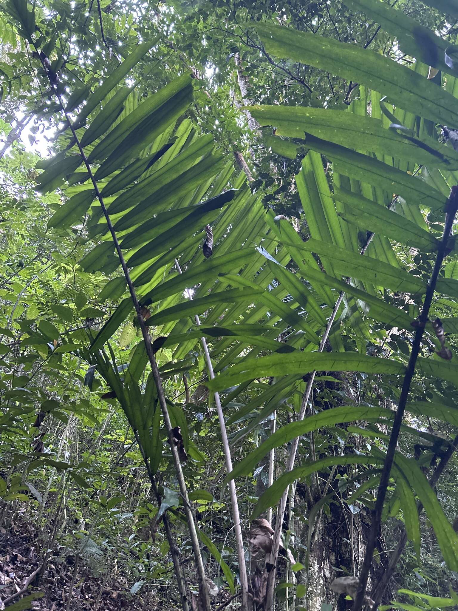 Sivun Aiphanes acanthophylla (Mart.) Burret kuva