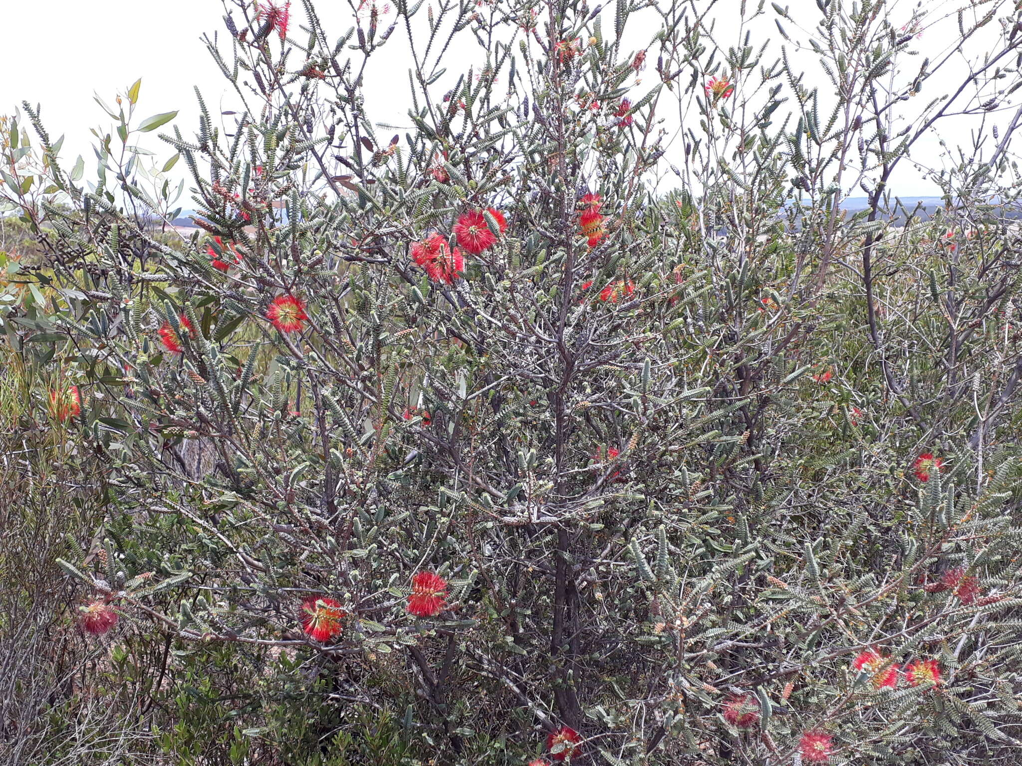 Image of Melaleuca orbifolia (F. Müll.) Craven & R. D. Edwards