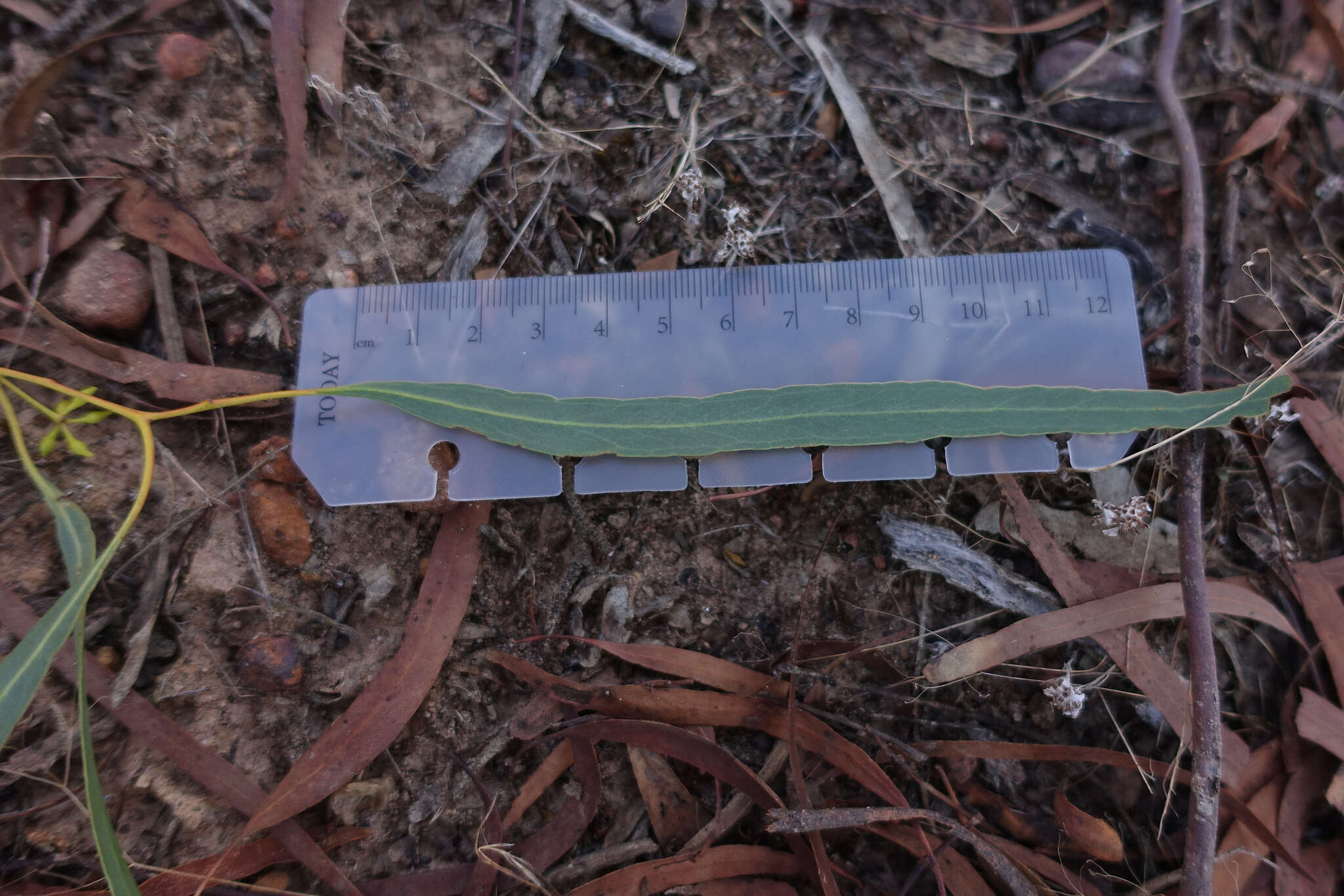 Eucalyptus melliodora A. Cunn. ex Schauer resmi