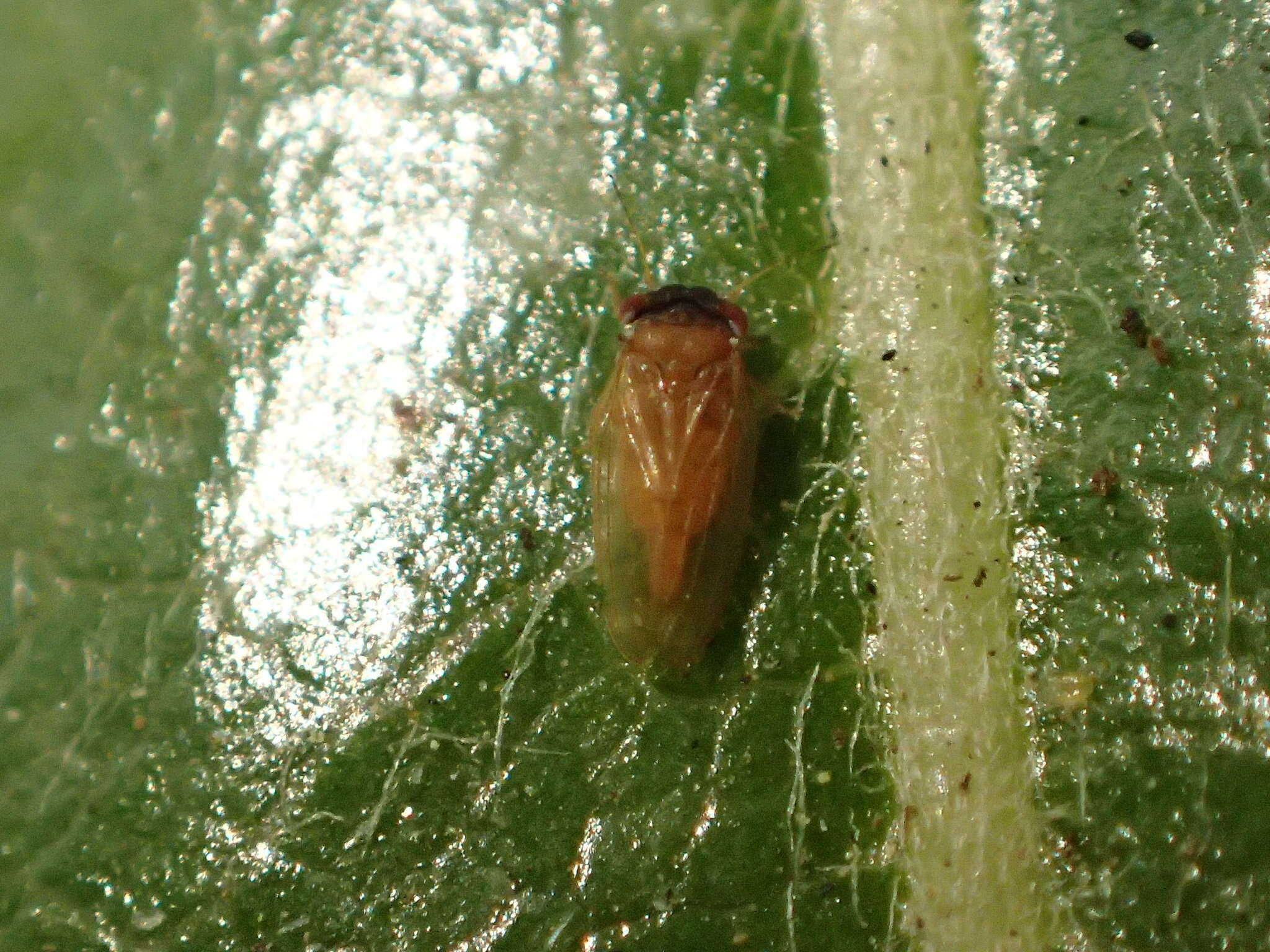 Image of Tristania psyllid