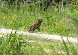 Image of Jaguarundi