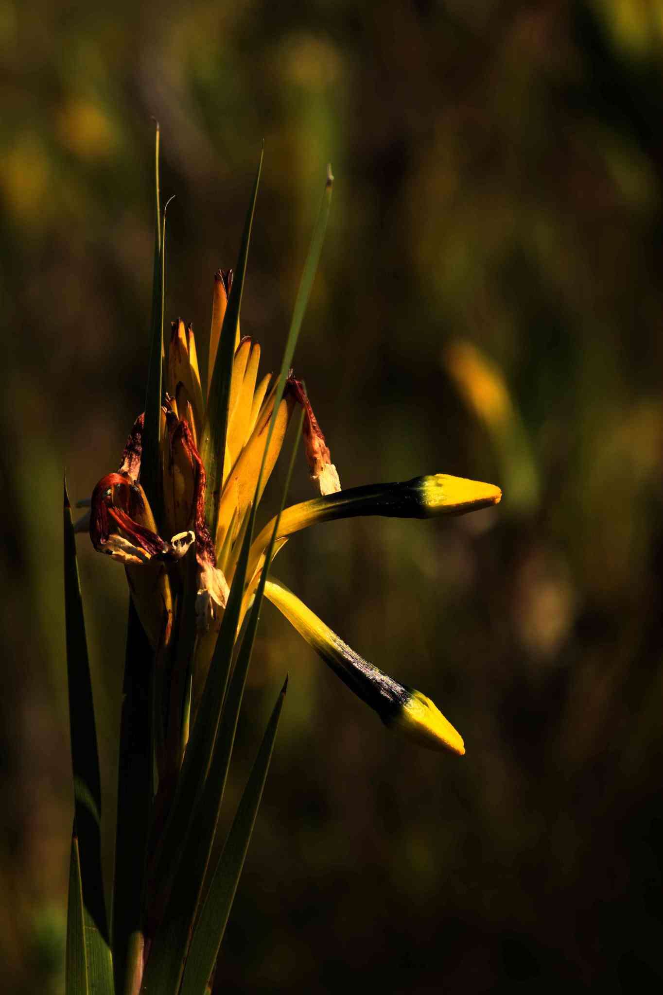 Image of Bokmakierie's tail