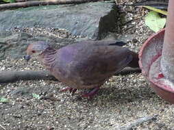 Image of Lined Quail-Dove