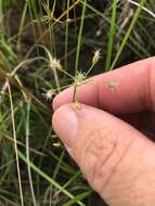 Sivun Fimbristylis dichotoma (L.) Vahl kuva