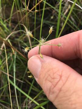 Sivun Fimbristylis dichotoma (L.) Vahl kuva