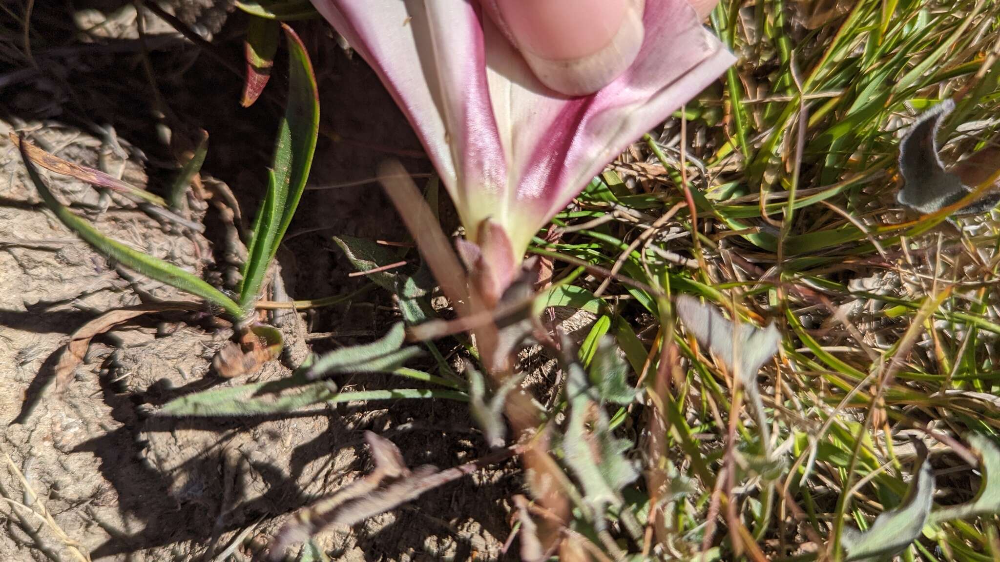 Image de Calystegia subacaulis subsp. episcopalis R. K. Brummitt