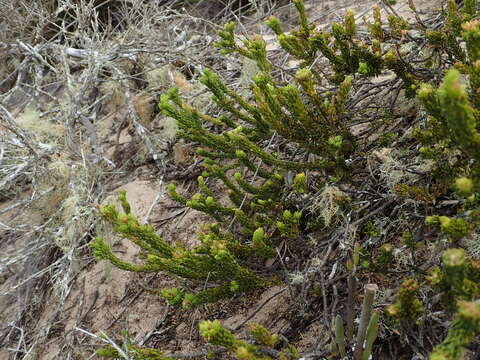 Image of Agathosma scaberula Dümmer