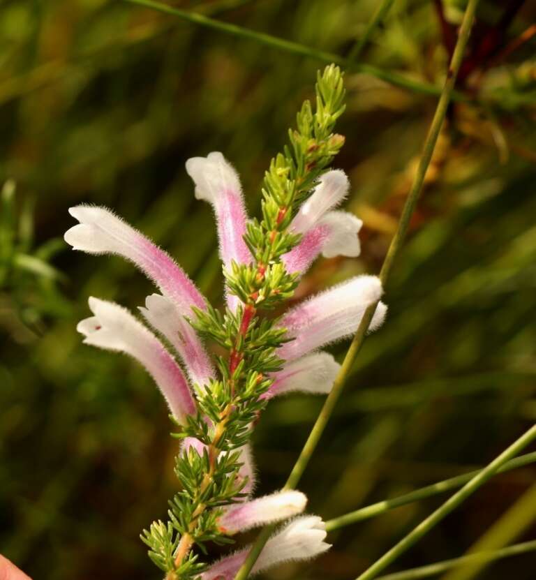 Plancia ëd Erica perspicua Wendl.