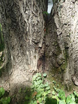 Image of Butternut canker fungus