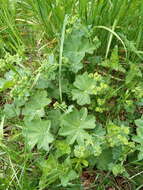 Image of hairy lady's mantle