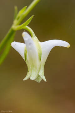 Image de Halenia major Wedd.