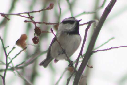 صورة Poecile gambeli inyoensis (Grinnell 1918)