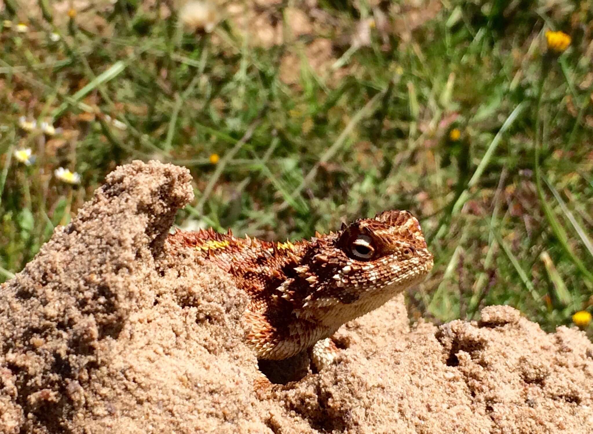 Image of Common Spiny Agama