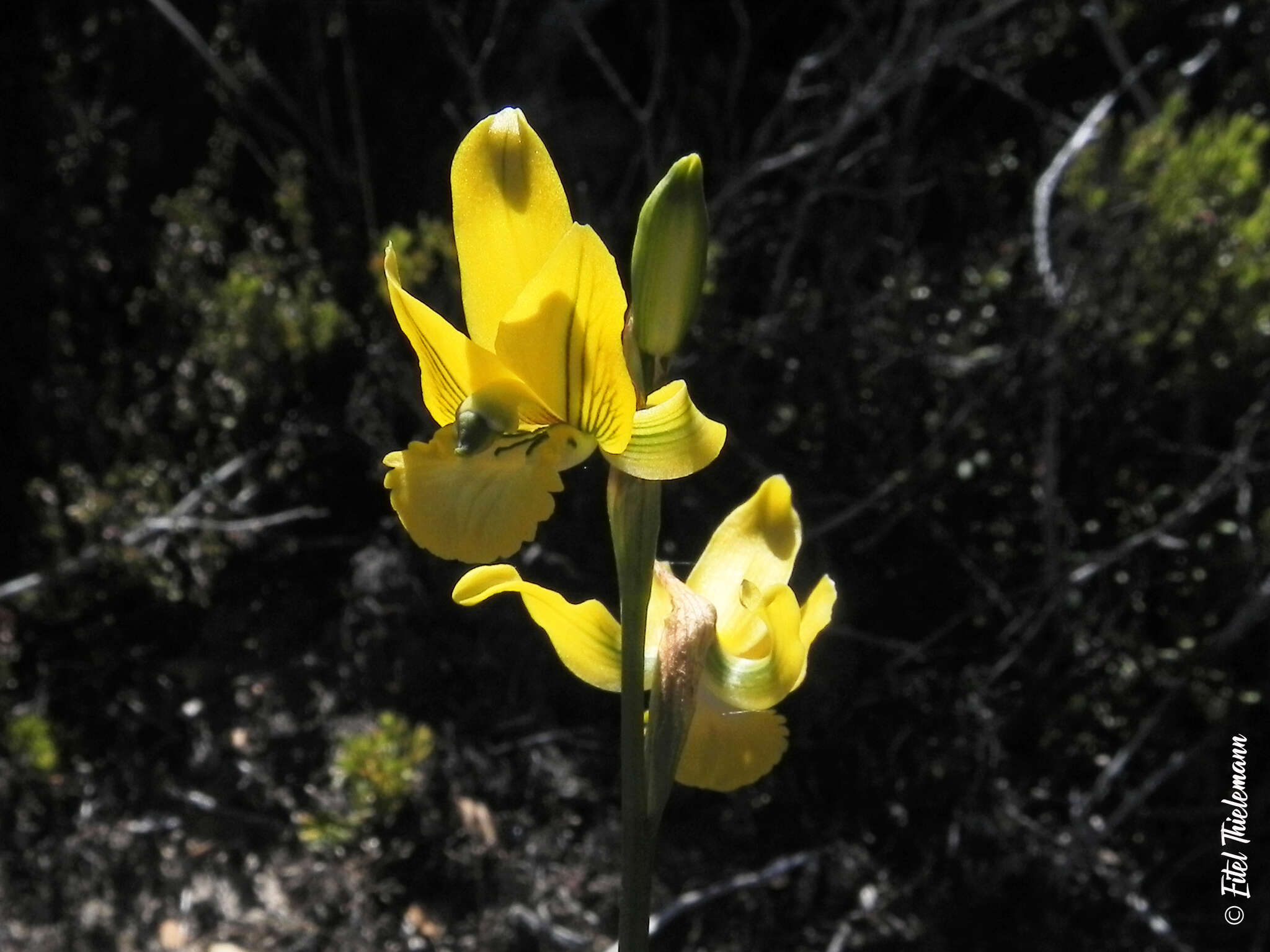 Plancia ëd Chloraea cuneata Lindl.