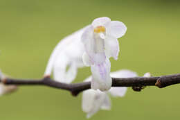 Image de Aerides ringens (Lindl.) C. E. C. Fisch.